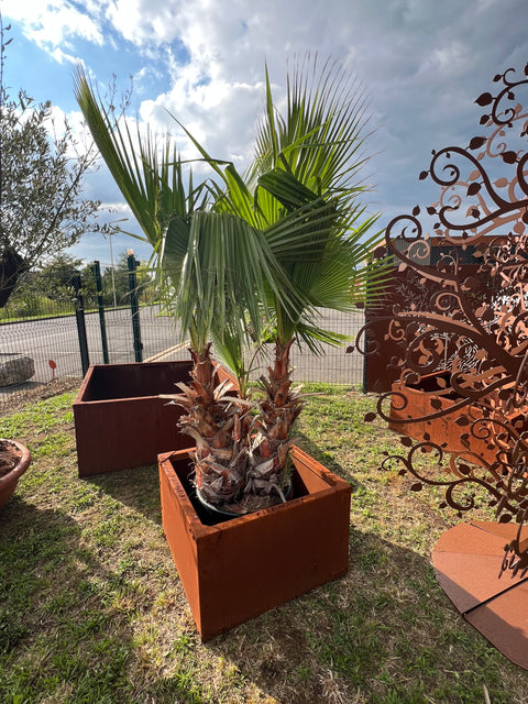 Jardinière sans fond a poser au sol acier corten