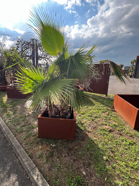 Jardinière sans fond a poser au sol acier corten