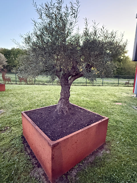 Jardinière sans fond a poser au sol acier corten