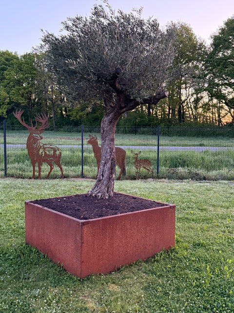 Jardinière sans fond a poser au sol acier corten