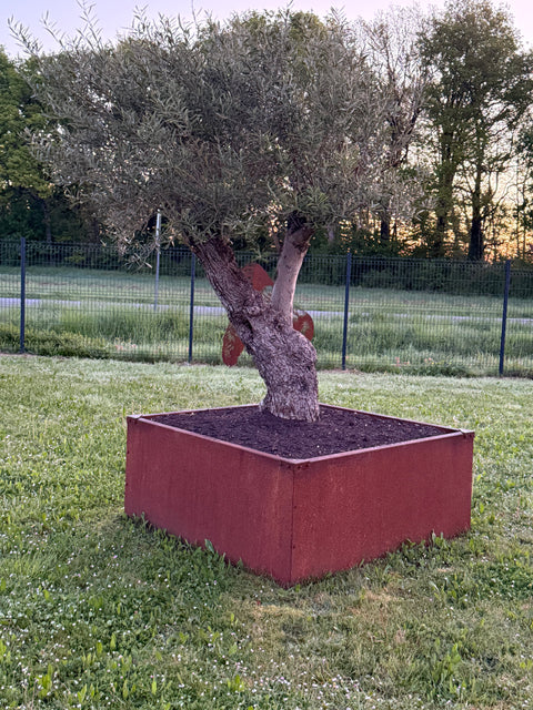 Jardinière sans fond a poser au sol acier corten